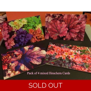 Greetings Cards - Heuchera Pack of 4 mixed